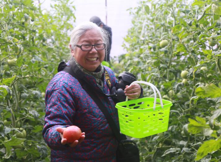 華州“水果西紅柿”熟了 帶你品味兒時(shí)的味道